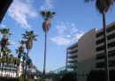 Palm Trees Near Highway