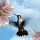 fly over flowers