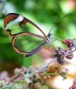 glass wing butterfly