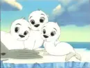 seals playing 