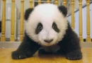 Cute Panda 