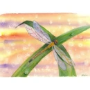Dewdrop Dragonfly
