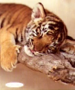 sleepy tiger