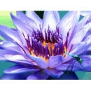Purple Lily and a dragonfly