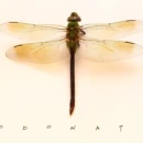 Odonate Natural
