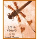 See The Beauty in the Small Things