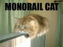 kitty