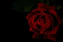 rose red