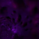 deep violet