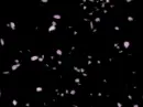 Falling Petals