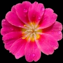 pink flower