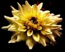 yellow flower