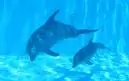 Blue Dolphins