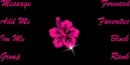Hibiscus 