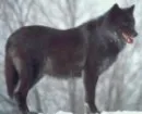 Black Wolf