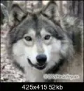 Gray Wolf