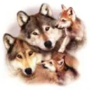 Wolf Harmony
