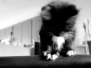 Black Kitty