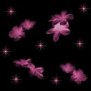 Pink flowers