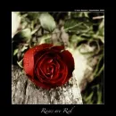 Red Rose