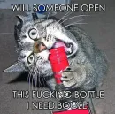 funny cat