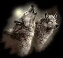 wolf