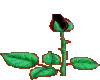 Black Wilting Rose