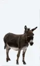 Tuburro
