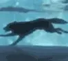 Run Away