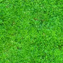 Grass Background