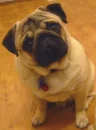 Pugs