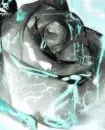 Frozen Black Rose