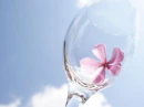 pink flower