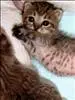 little kitty