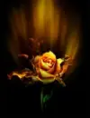 Rose love