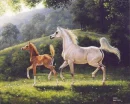 Horses At Play