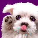 KAWAII