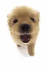 pups