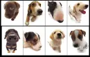 Puppies