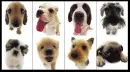 dogs