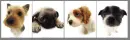Puppies