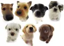 Puppies