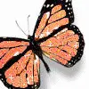 butterfly