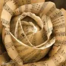 musical rose