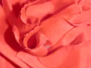 Roses are Red