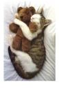 Sleeping cat