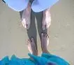 feet