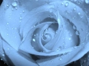 Blue rose
