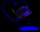 A rose tear