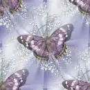 butterflies